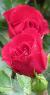 rosaredfinessecflogarnonswilliams