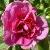 rosaroseraiedelhaycflorogerltd1