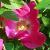 rosarugosaatropurpureacflorogerltd1