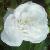 rosashailerswhitemosscflorogerltd1