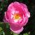 rosaskylarkflomidcgarnonswilliams1a