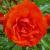 rosatrumpetercflorogerltd