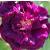 rosatuscanysuperbcflorogerltd1a