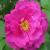 rosawildedricflomidcgarnonswilliams1a