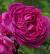 rosayounglycidascflogarnonswilliams1