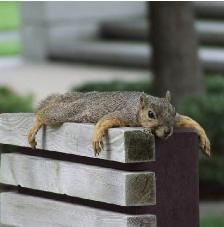 squirrelrelaxing