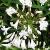 agapanthuscflos1campanulatusalbidusgarnonswilliams1a1a1a1a1a1a1a1a
