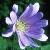 anemonecflo1blandafoord1a1a1a1a1a1a1a1a