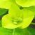 euphorbiacflo1wallichiigarnonswilliams1a1a1a1a1a1a1a1a1