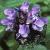 prunellaflotgrandiflora1a1a1a1a1a1a1a1a
