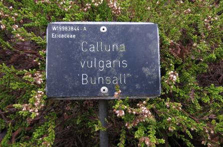 Callunavulgarisbunsalllabelgarnonswilliams