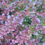 berberisthunbergiiatropurpureafol1