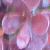 berberisthunbergiiatropurpureafolt