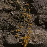 cytisusflobeanii1