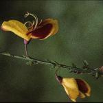 cytisusfloscopariusandreanus1