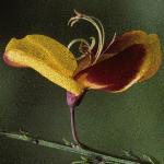 cytisusflowerscopariusandreanus1