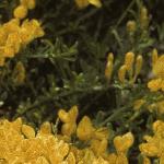 cytisusfolbeanii1