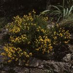 cytisusforbeanii1