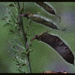 cytisusseedpodsscopariusandreanus1