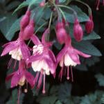 fuchsiafloladythumb1