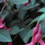 fuchsiafolladythumb1