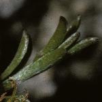 genistafolpilosa1