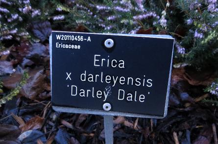 Ericadarleyensisdarleydalelabelgarnonswilliams