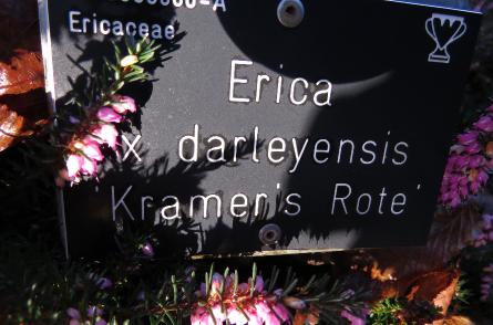 Ericadarleyensiskramersrotelabelgarnonswilliams