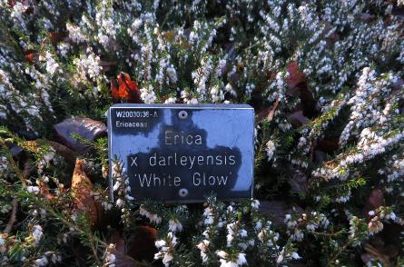 Ericadarleyensiswhiteglowlabelgarnonswilliams