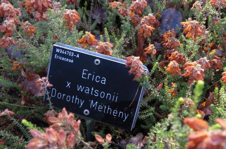 Ericawatsoniidorothymethenylabelgarnonswilliams
