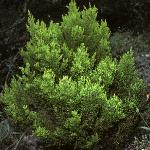 ericaforarboreaestrellagold1