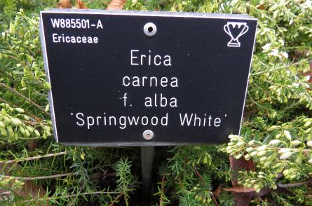 Ericacarneaspringwoodwhitelabelgarnonswilliams