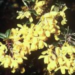 berberisflodarwinii1