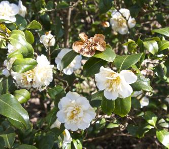 camelliapflosjaponicagwennethmoreygarnonswilliams