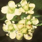 euonymusflojaponicus1