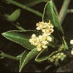 euonymusfoljaponicus1