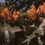 fremontodendronpfloscalifornicumkevock