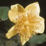 hypericumflomoserianumtricolor1