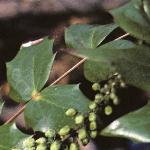 mahoniafoljaponica