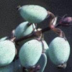 mahoniafrujaponica