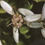 oleariaflodnumulariifolia