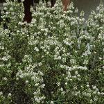 oleariaflosnumulariifolia