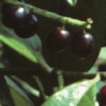 prunusfru3laurocerasus