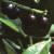 prunusfrutlaurocerasus1