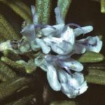 rosmarinusfloofficinalis