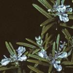 rosmarinusflosofficinalis