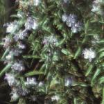rosmarinusflos1officinalis
