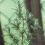 rosmarinusfolofficinalis