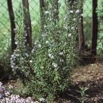 rosmarinusforofficinalis