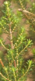 Ericaaustralisriversleafolautkavanagh